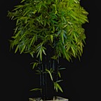 MPR3536 - Version 2.jpg